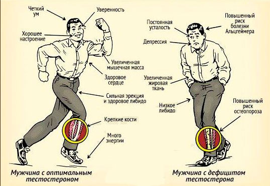 свободный тестостерон норма у мужчин и женщин