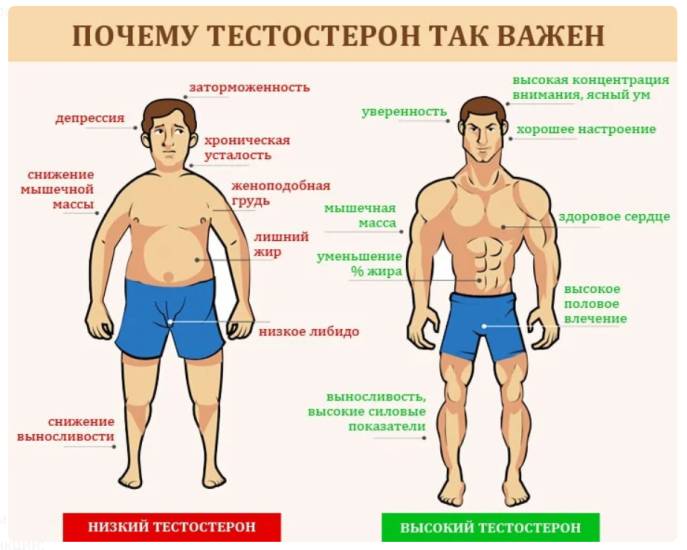 анализ на тестостерон