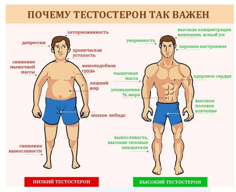 норма тестостерона у мужчин