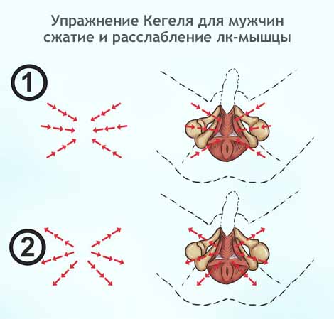 Упражнение Кегеля для мужчин