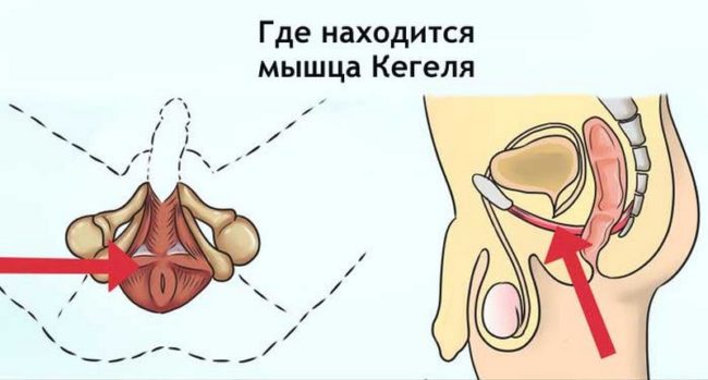 Упражнение Кегеля для мужчин
