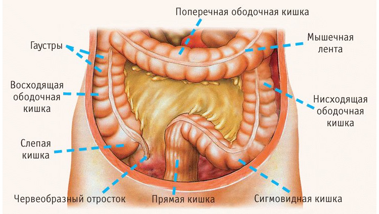 Кишечник Кишечник