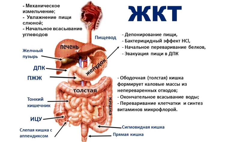 ЖКТ ЖКТ